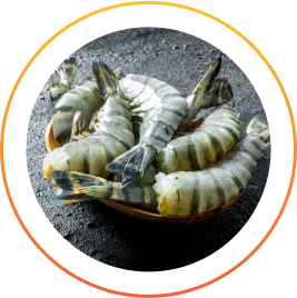 Raw Headless Shell OnTiger Shrimp